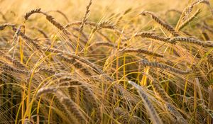 Preview wallpaper wheat, ear, field, nature, macro