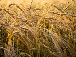 Preview wallpaper wheat, ear, field, nature, macro