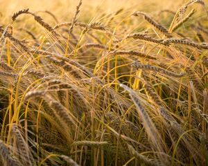 Preview wallpaper wheat, ear, field, nature, macro