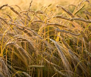 Preview wallpaper wheat, ear, field, nature, macro