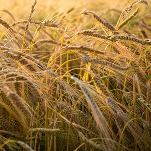 Preview wallpaper wheat, ear, field, nature, macro