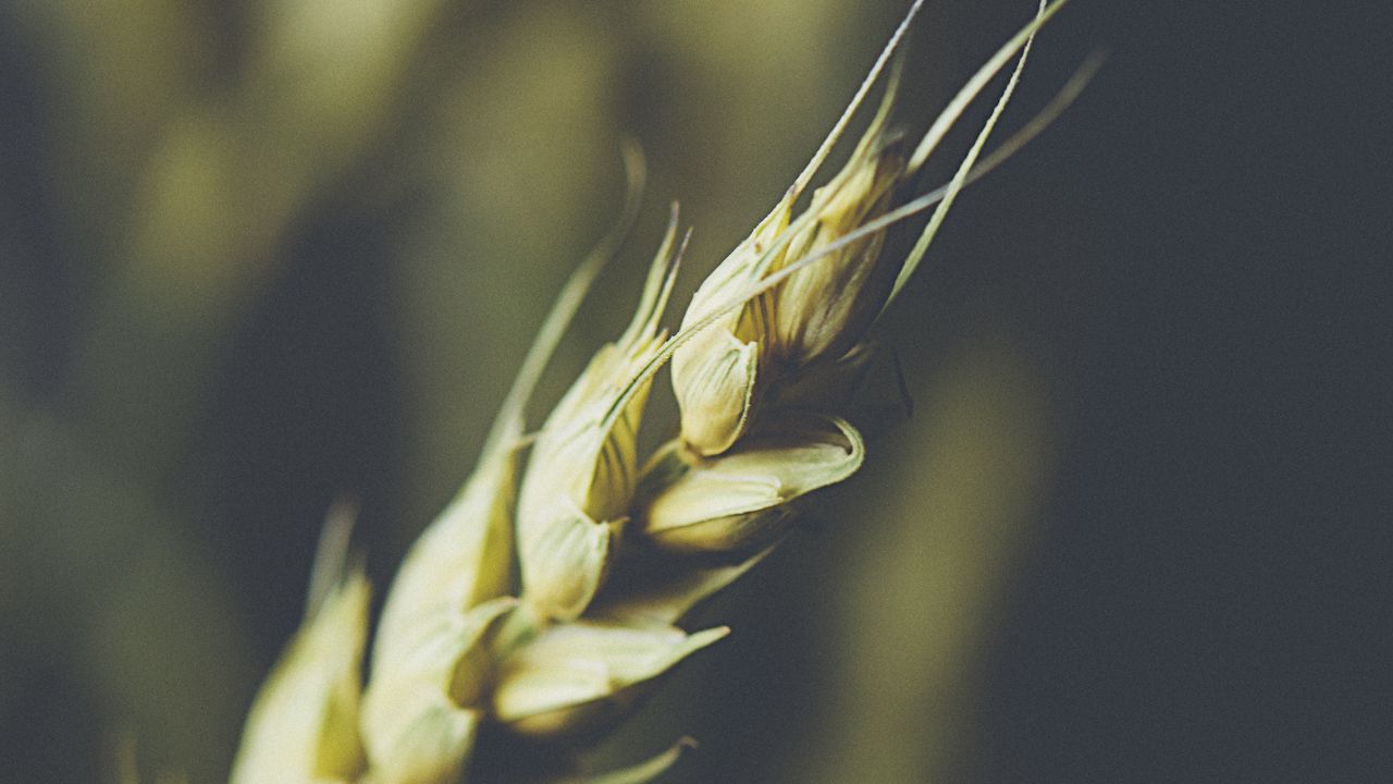 Wallpaper wheat, ear, grain, macro