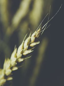 Preview wallpaper wheat, ear, grain, macro