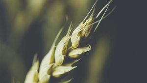 Preview wallpaper wheat, ear, grain, macro