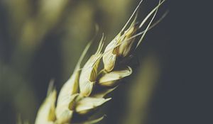 Preview wallpaper wheat, ear, grain, macro