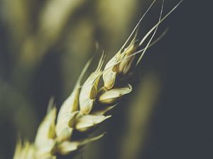 Preview wallpaper wheat, ear, grain, macro