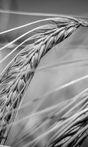 Preview wallpaper wheat, ear, macro, black and white