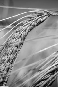 Preview wallpaper wheat, ear, macro, black and white