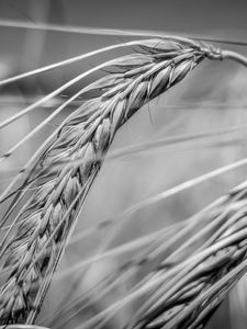 Preview wallpaper wheat, ear, macro, black and white