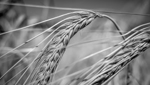 Preview wallpaper wheat, ear, macro, black and white