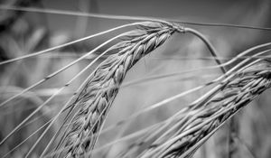 Preview wallpaper wheat, ear, macro, black and white