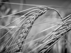 Preview wallpaper wheat, ear, macro, black and white