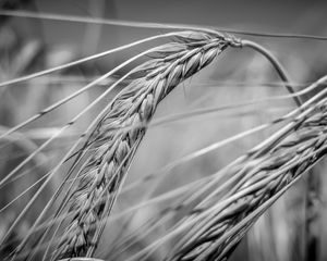 Preview wallpaper wheat, ear, macro, black and white