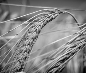 Preview wallpaper wheat, ear, macro, black and white