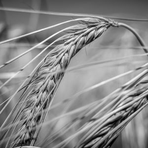Preview wallpaper wheat, ear, macro, black and white