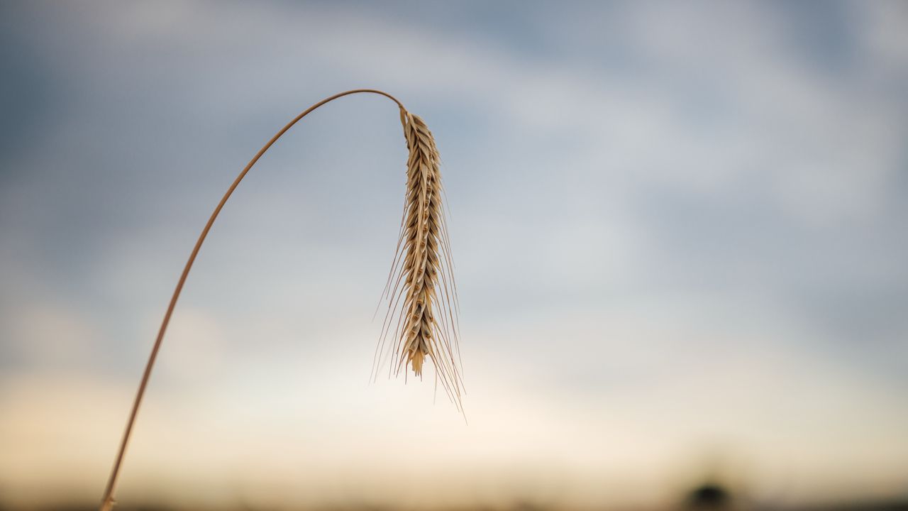 Wallpaper wheat, ear, stem, macro