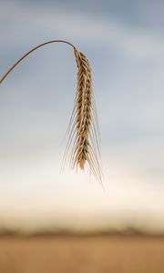 Preview wallpaper wheat, ear, stem, macro