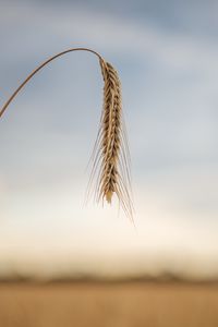 Preview wallpaper wheat, ear, stem, macro