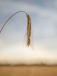 Preview wallpaper wheat, ear, stem, macro