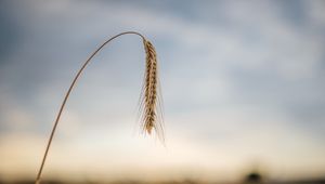 Preview wallpaper wheat, ear, stem, macro