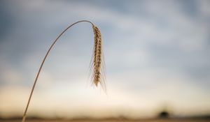 Preview wallpaper wheat, ear, stem, macro