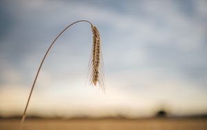 Preview wallpaper wheat, ear, stem, macro
