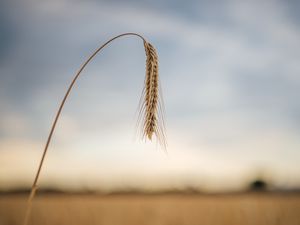 Preview wallpaper wheat, ear, stem, macro