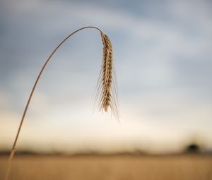 Preview wallpaper wheat, ear, stem, macro