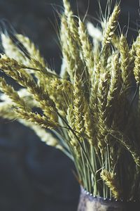 Preview wallpaper wheat, ears, bouquet, vase