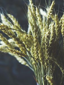 Preview wallpaper wheat, ears, bouquet, vase