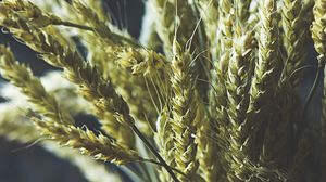 Preview wallpaper wheat, ears, bouquet, vase