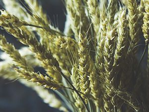 Preview wallpaper wheat, ears, bouquet, vase