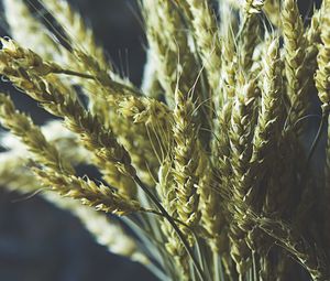 Preview wallpaper wheat, ears, bouquet, vase