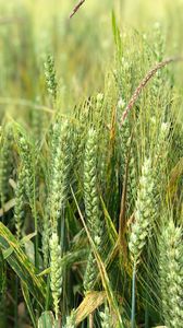 Preview wallpaper wheat, ears, field, green, nature