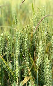 Preview wallpaper wheat, ears, field, green, nature