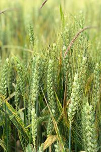 Preview wallpaper wheat, ears, field, green, nature