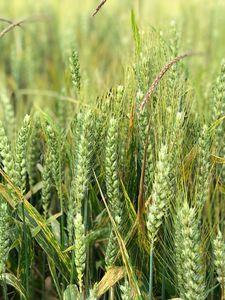 Preview wallpaper wheat, ears, field, green, nature