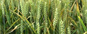 Preview wallpaper wheat, ears, field, green, nature