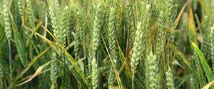 Preview wallpaper wheat, ears, field, green, nature