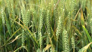 Preview wallpaper wheat, ears, field, green, nature