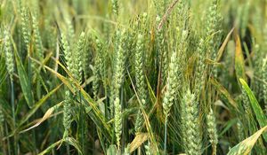 Preview wallpaper wheat, ears, field, green, nature