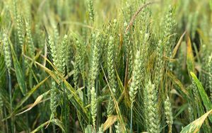 Preview wallpaper wheat, ears, field, green, nature