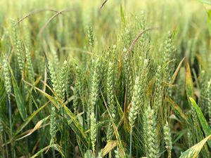 Preview wallpaper wheat, ears, field, green, nature