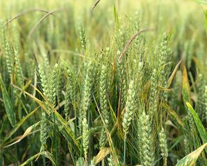 Preview wallpaper wheat, ears, field, green, nature