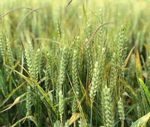 Preview wallpaper wheat, ears, field, green, nature