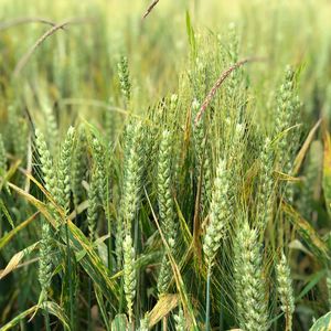 Preview wallpaper wheat, ears, field, green, nature