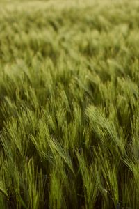 Preview wallpaper wheat, ears, field, green, thick, harvest