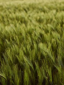 Preview wallpaper wheat, ears, field, green, thick, harvest