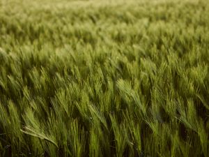Preview wallpaper wheat, ears, field, green, thick, harvest