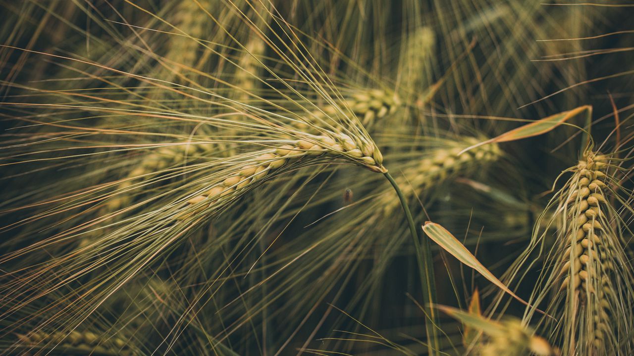 Wallpaper wheat, ears, field, grass